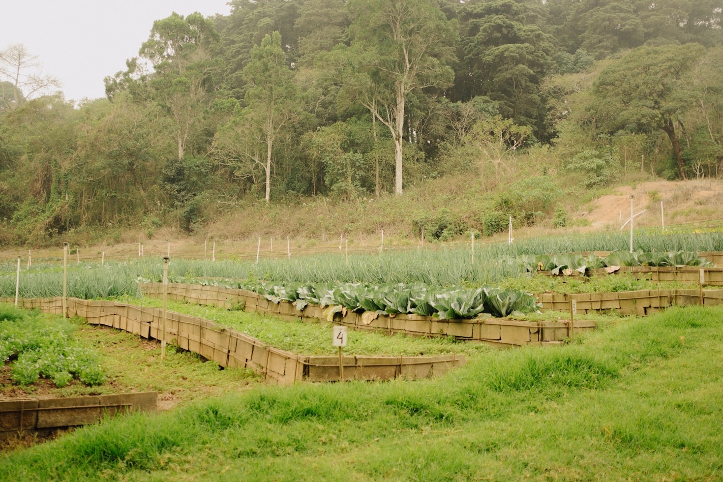 Agricultura regenerativa como estratégia de sucesso